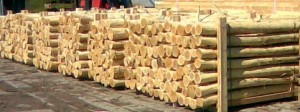 Debarked acacia Stak - Pæle, Naturstokke, Rundtræ - Akacie